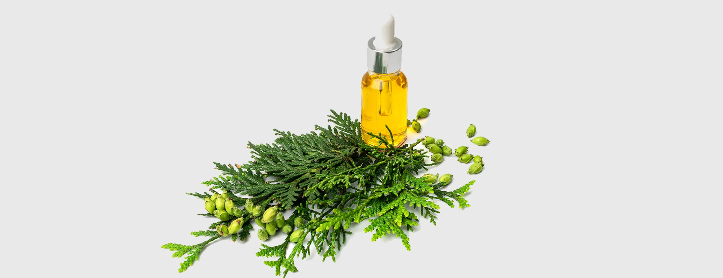 Cypress Oil for Draining Thrombosed Hemorrhoids
