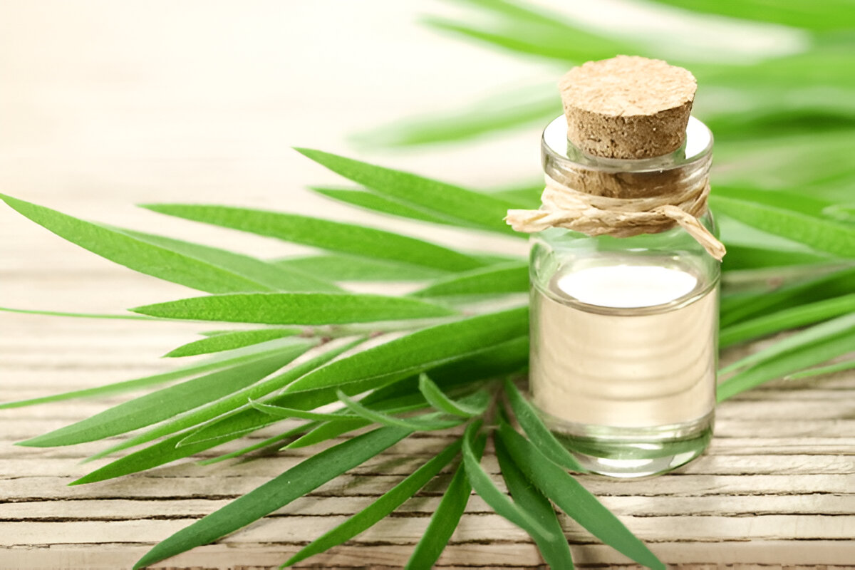 An oil made from tea tree