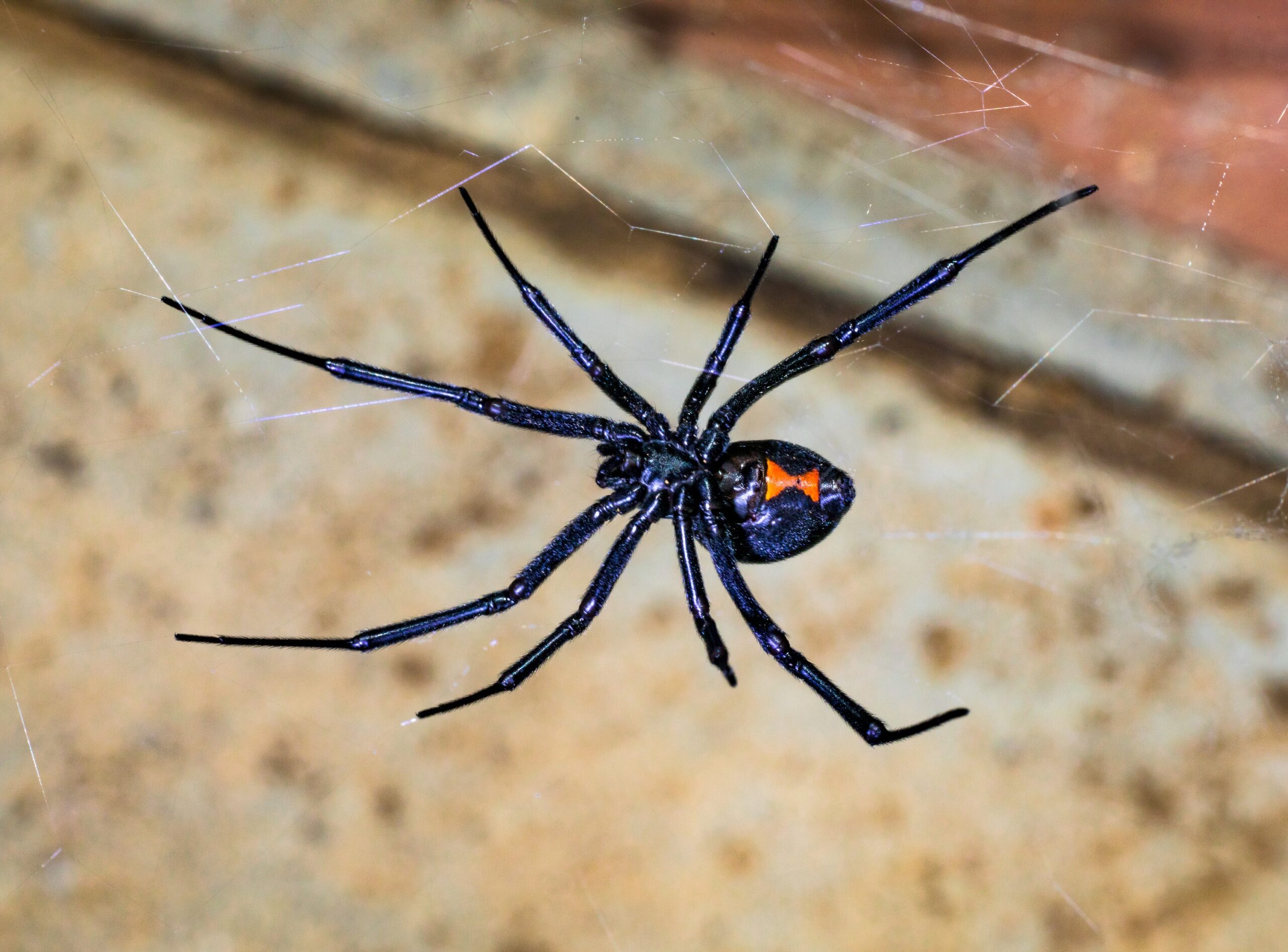 Black widow spider bites are among the most painful
