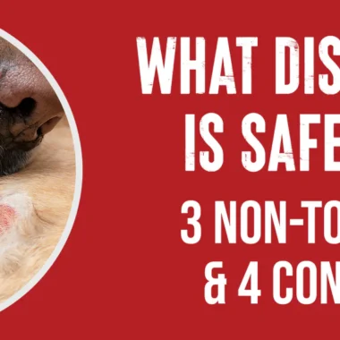 What Disinfectant is Safe for Cats: 3 Types & Using Methods