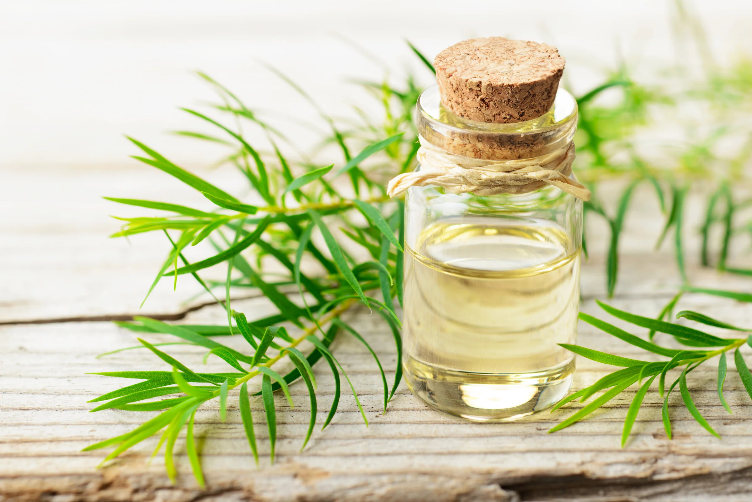 Insect bites can be treated naturally with tea tree oil and lavender oil