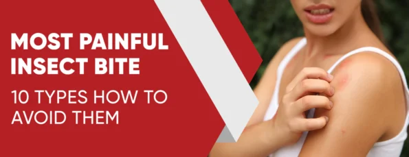 Insect bites that are the most painful