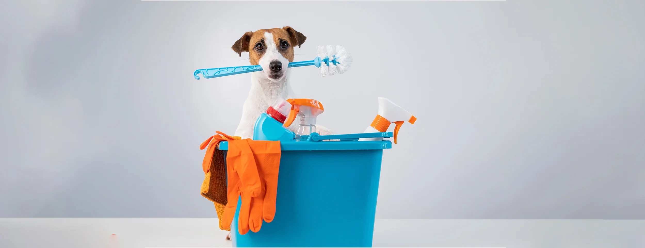 Safe storage of disinfectant for dogs