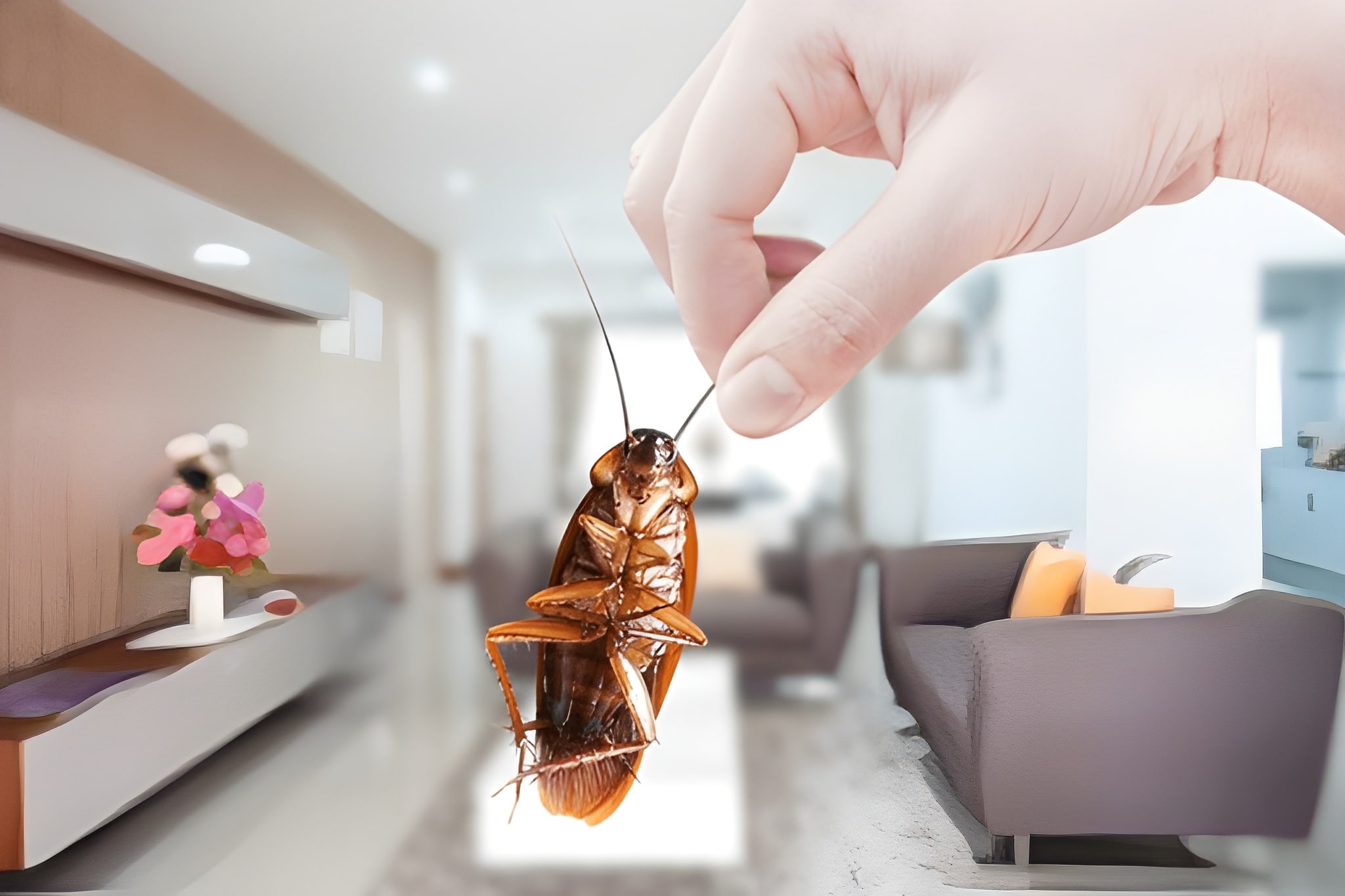 6 Symptoms Of Asthma Allergy From Insects