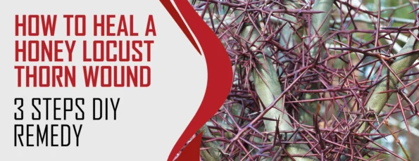 Heal a Honey Locust Thorn Wound