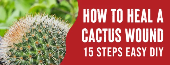 Here are 5 tips for healing a cactus wound and 4 for preventing one in the future