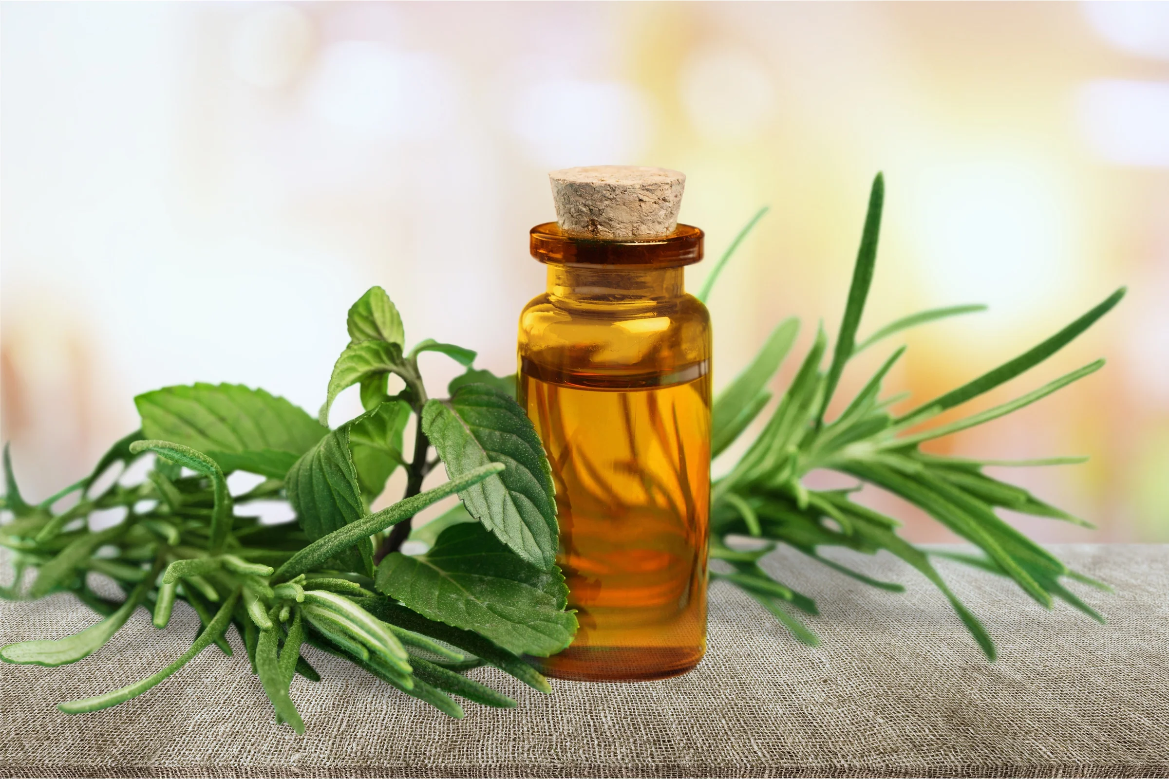Oil of Tea Tree