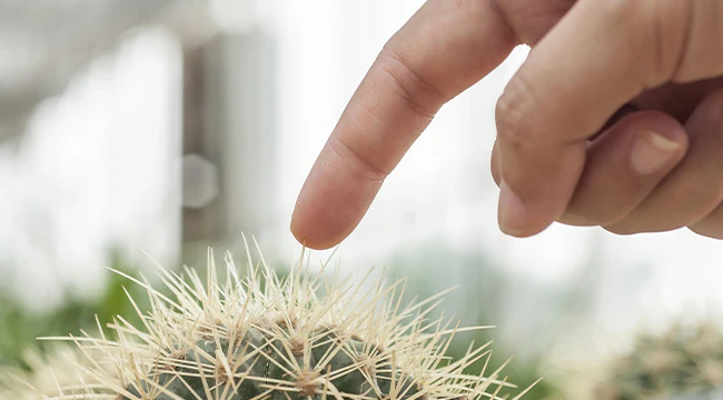 The 5 Steps To Heal A Cactus Wound