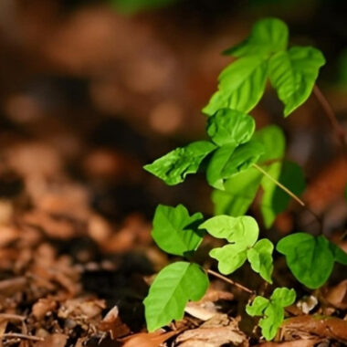 Which Ointment is Used For Skin Allergy: An In-Depth Analysis and 4 Factors