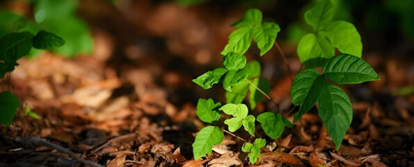 Common Causes of Rash and Blisters