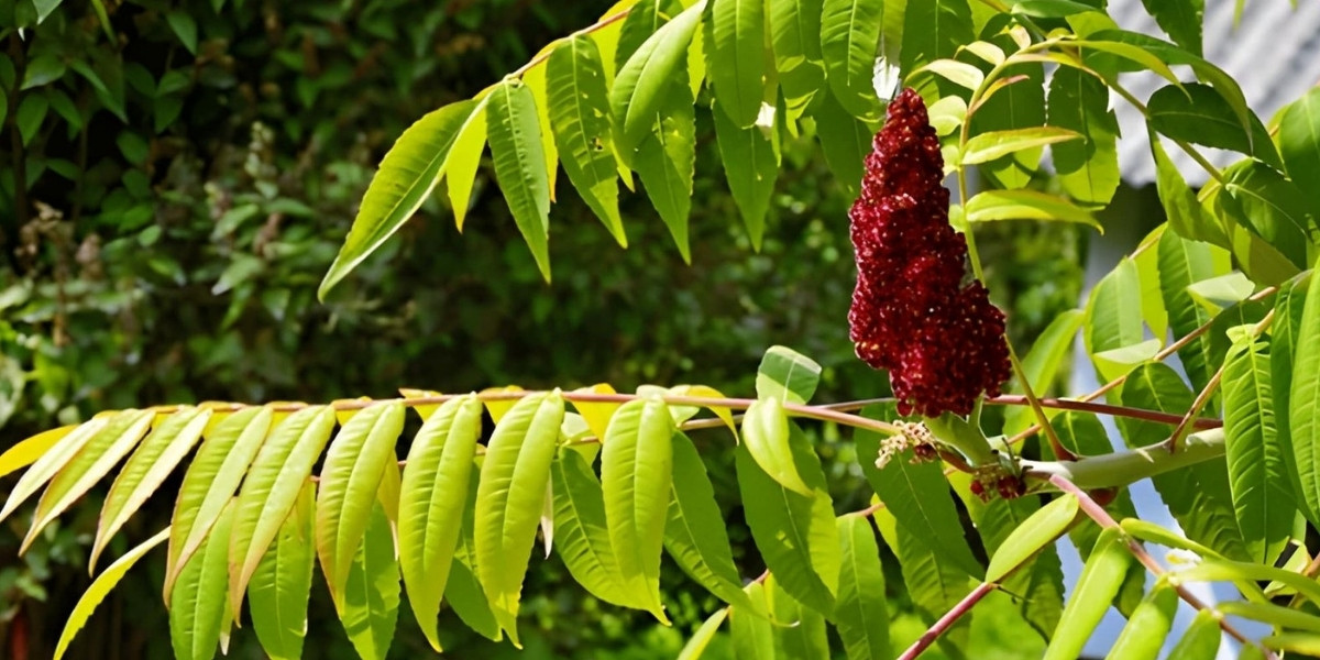 The poisonous root of the sumac plant
